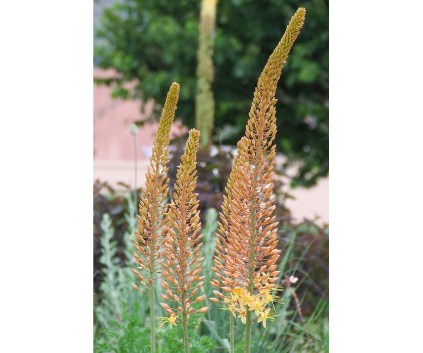 Yellow Foxtail Lily